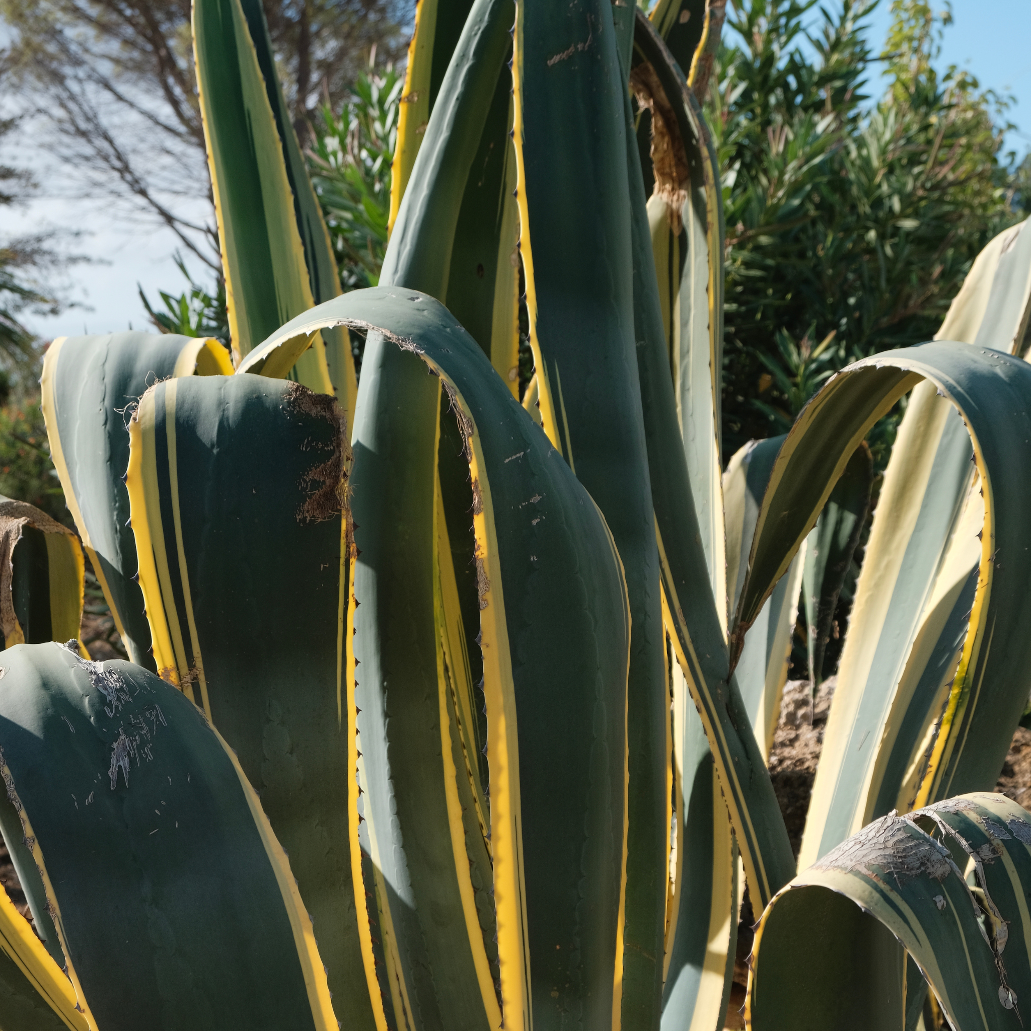 Exotische Blätter und tropisches Flair - schafft eine natürliche Atmosphäre für deine Nachricht an uns